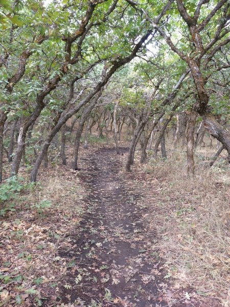 Scrub oaks create a shady tunnel on the Little Valley A Line trail