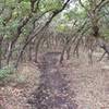 Scrub oaks create a shady tunnel on the Little Valley A Line trail