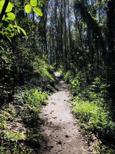 Historic Trail in all its green glory! (Photo taken mid-October)