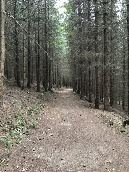 Path in forest on Trail Jarnik