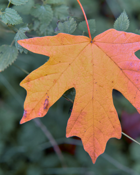 Colors are changing on Cougar Mountain as we settle into Autumn