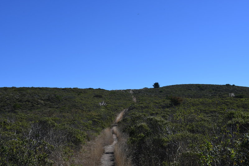 The French Trail approaches the intersection of the Clipper Ridge Trail.