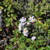 Wildflowers can be seen growing along the trail.