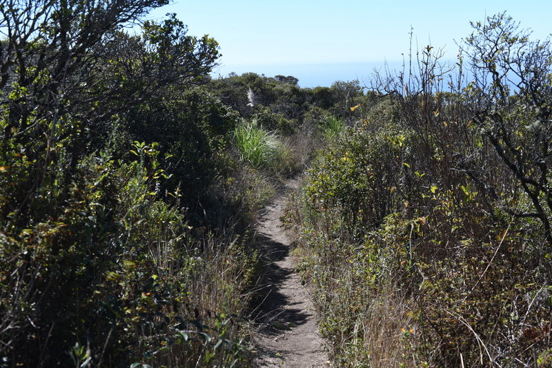 The Clipper Ridge Trail as it descends from the intersection with the French Trail.