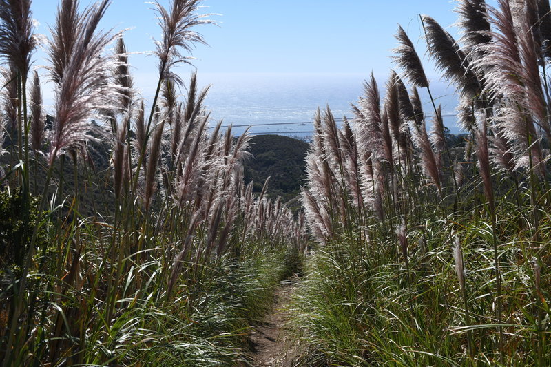 Pampas grass grows tall on either side of the trail, creating a narrow corridor for you to navigate.