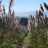 Pampas grass grows tall on either side of the trail, creating a narrow corridor for you to navigate.