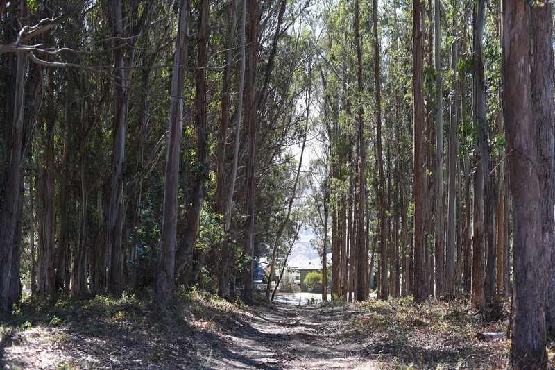 A grove of eucalyptus trees creates shaded relief at the end of the trail. The trail emerges at the parking lot.