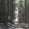 A grove of eucalyptus trees creates shaded relief at the end of the trail. The trail emerges at the parking lot.