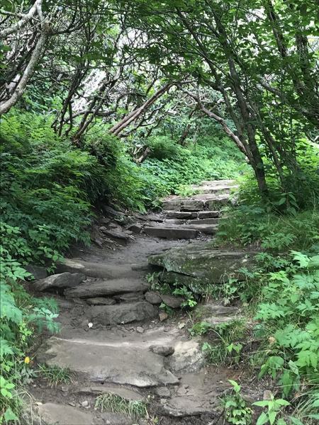 The trees that give Craggy it's name.