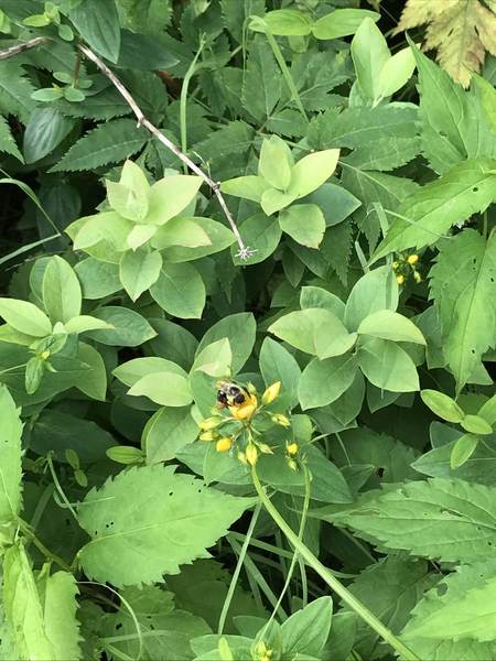 In July we saw lots of beautiful flowers and busy bees.