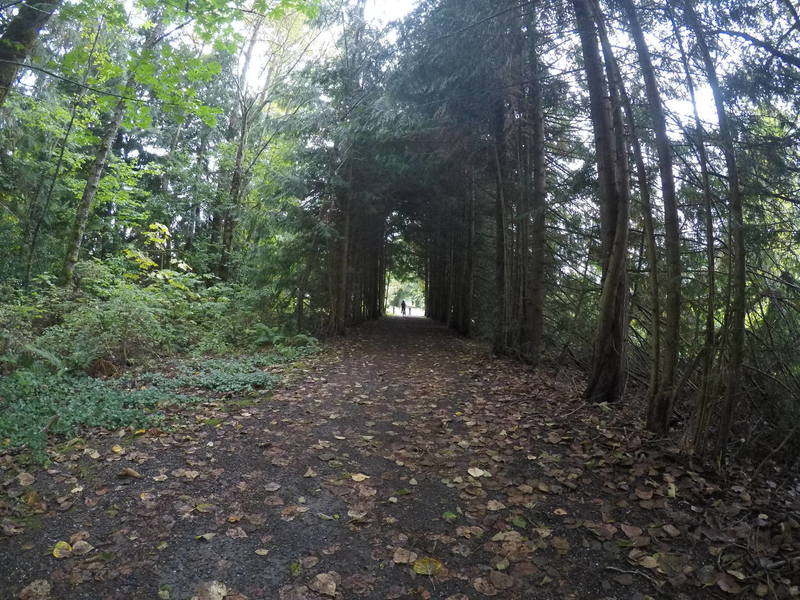 A grove of pines on the trail.