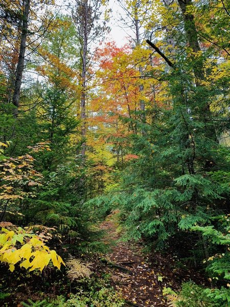 Fall foliage along the trail