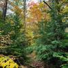 Fall foliage along the trail