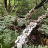 Fungi Along the Trail