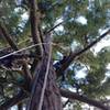 Looking up to the top of the tree.