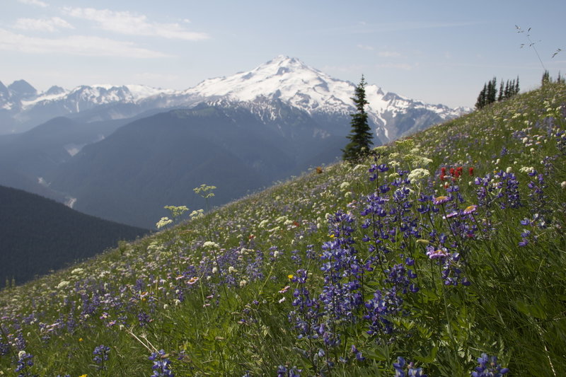 Glacier Peak from Miner's Ridge