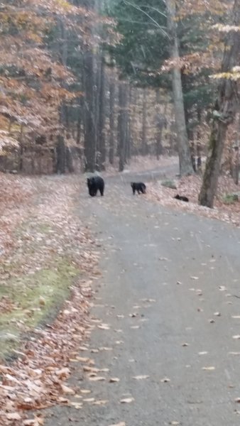 Mom and Cubs