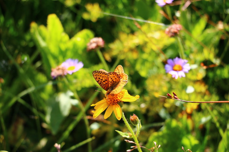 Tons of butterflies around Stone Lake and Irving Hale Pass