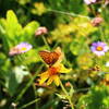 Tons of butterflies around Stone Lake and Irving Hale Pass