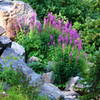 Wildflowers along the decent into Hell Canyon