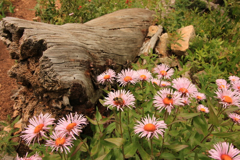 Wildflowers along the ascent to Watanga Lake