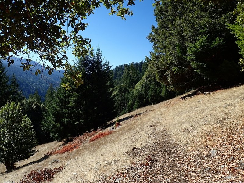 The only meadow crossed by the trail