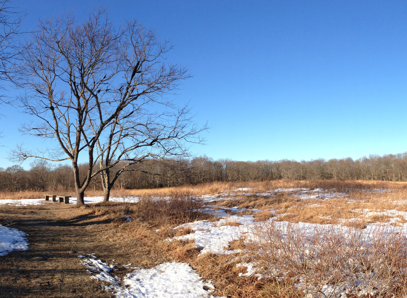 Field along the Yellow Trail in Mashomack Preserve