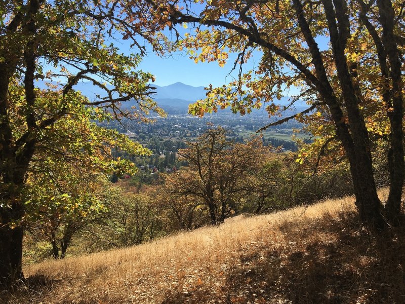 Looking south through the oak grove.