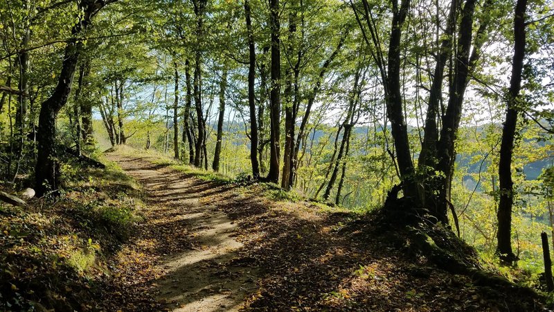 Valley sight through the trees