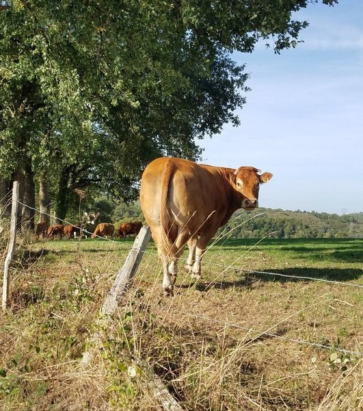 Friendly cow