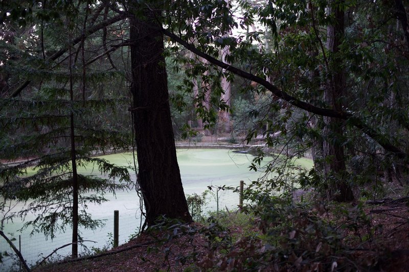 Salamander pond as seen from the approach on Redwood Trail.