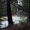 Salamander pond as seen from the approach on Redwood Trail.