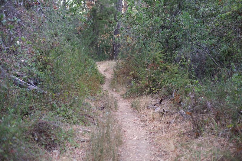 Between Bear Gulch Trail and Bear Gulch Road, the trail is a singletrack, dirt trail where the vegetation grows close to the trail due to the lack of use.