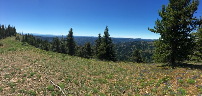 Springtime panorama looking SE into the Wenaha Wilderness with the Wallowa Mountains in the distance.