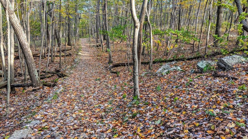 Monument Trail widens before descending alongside Cedar Swamp