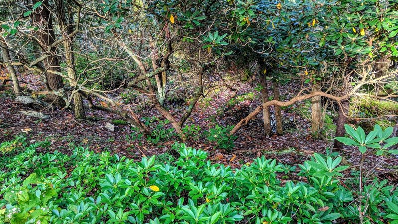 Cedar Swamp is chock full of small spots of beauty like this one,