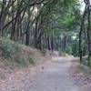 Oak trees line the trail and provide shade on hot summer days.