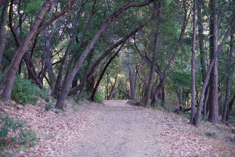 The dirt trail passes through groves of oak trees.  Leaves add a little cushion through this area.