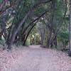 The dirt trail passes through groves of oak trees.  Leaves add a little cushion through this area.