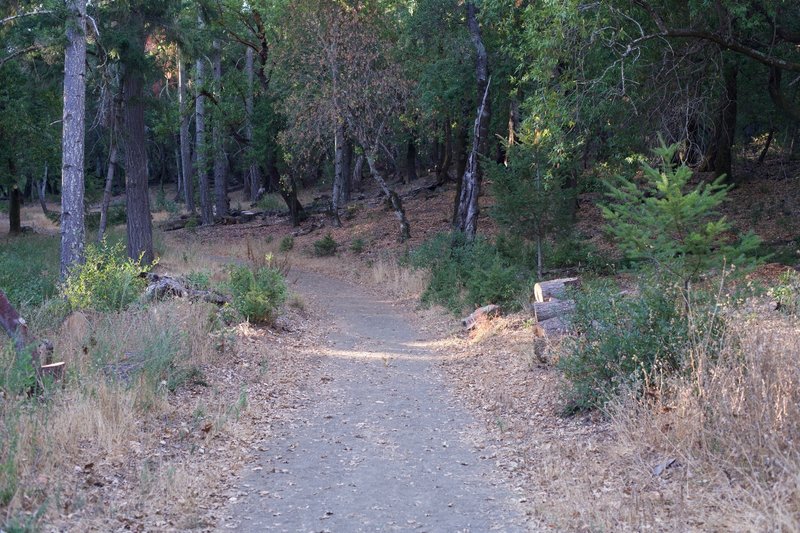 The trail as it departs from the intersection with the Meadow Trail.