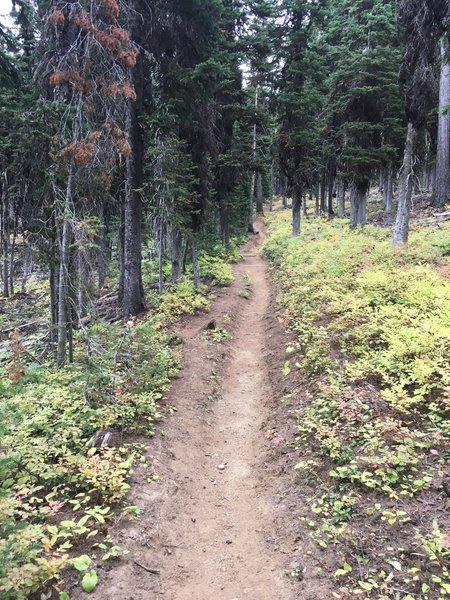 Trail view on Mt Misery #3121 heading to Oregon Butte