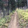 Trail view on Mt Misery #3121 heading to Oregon Butte