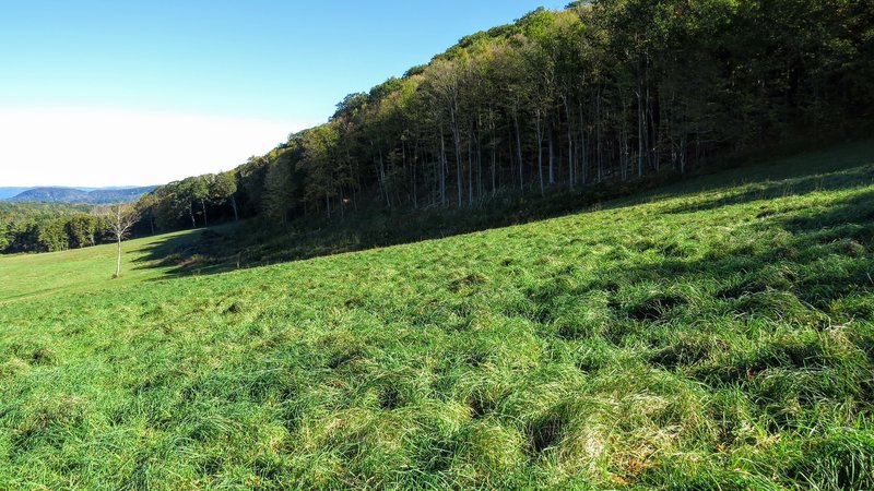 The edge of Fangorn Forest in Middle Earth ... nah, this is just off the AT in northwest Connecticut.