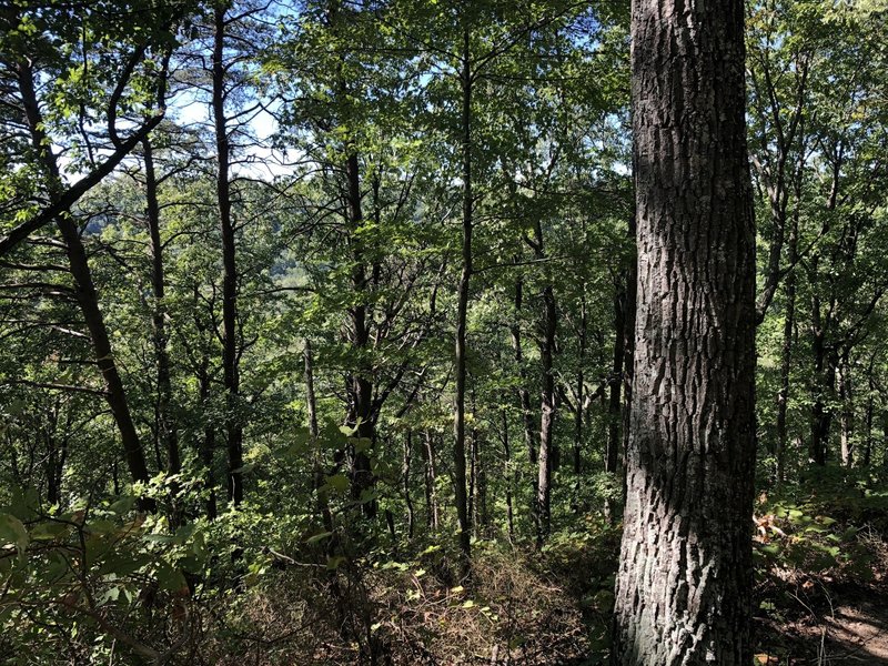 A view from the top of the trail, This would be much better in late fall or winter...