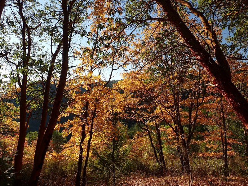 Fall color along the Legburner Trail