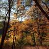 Fall color along the Legburner Trail