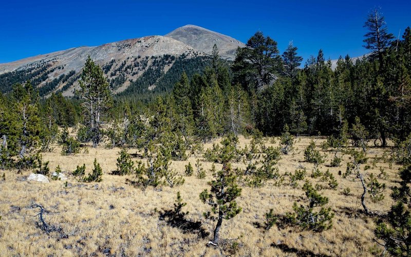 Mount Gibbs (12,772 ft) viewed from the Mono Pass Trail.