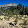 Mount Gibbs (12,772 ft) viewed from the Mono Pass Trail.