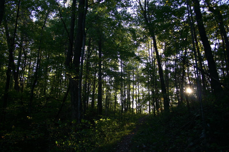 Sunlight through trees