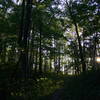 Sunlight through trees